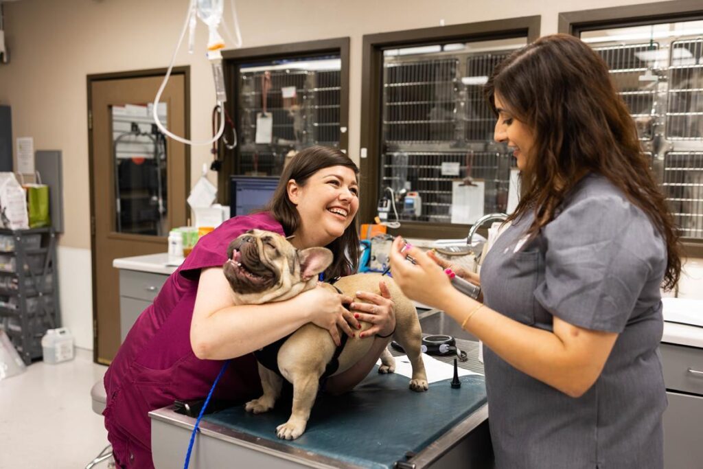 Veterinary Opportunities For Students V O S Veterinary 